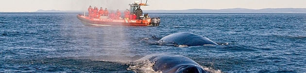 croisiere aux baleines